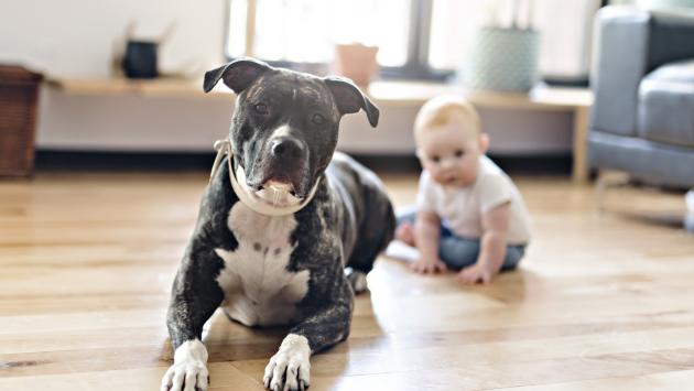 Azzannato da un pitbull a casa dei nonni: un mese di prognosi