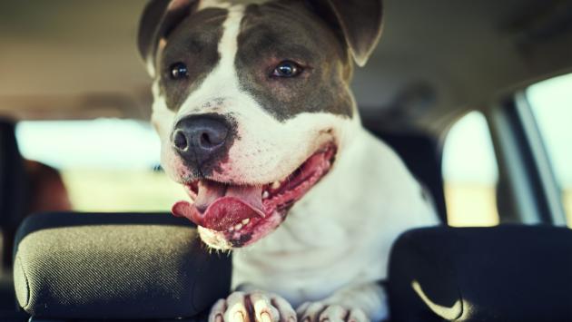 Caldo estivo e animali in auto: i consigli su come comportarsi