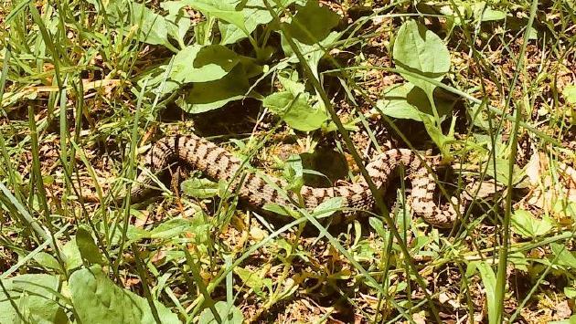 Cosa fare se si è morsi da una vipera? Parla l'esperto del 118