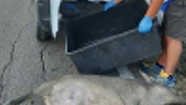 Cinghiale investito e ucciso, ma nessuno denuncia l'incidente