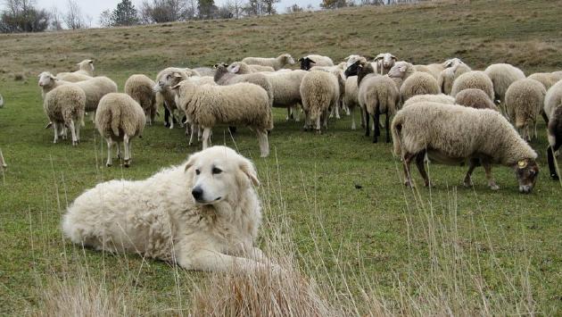 Sempre più cani da pastore sull'Appennino. Escursionisti e biker: ecco come comportarsi