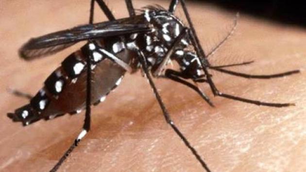 Lotta alla zanzara tigre: quello che fa il Comune "e quello che tocca ai privati"
