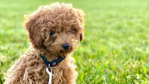 «Il piccolo Koda sbranato nel parco da un rottweiler». La padrona: «È balzato sul mio cagnolino come una furia»