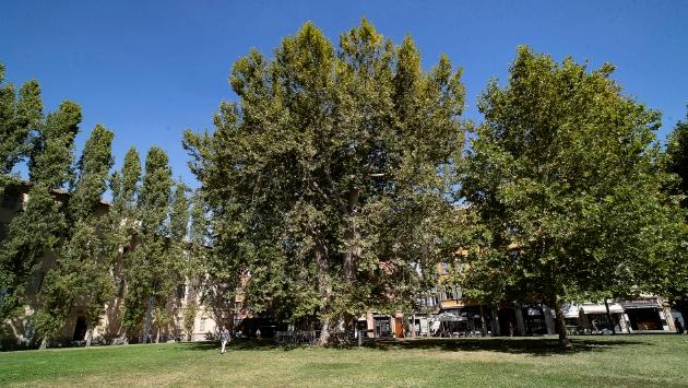 Arriva il dottore degli alberi: il Comune assume un agronomo per 83mila euro