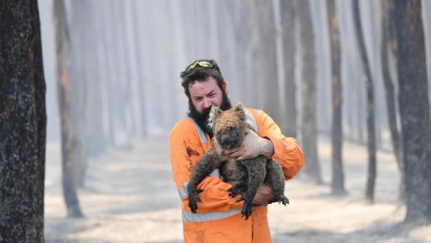 Studio: 3 miliardi di animali spariti in incendi 2019