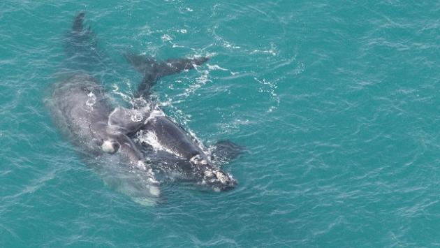 Snorkeling tra le balene in Australia, donna ferita
