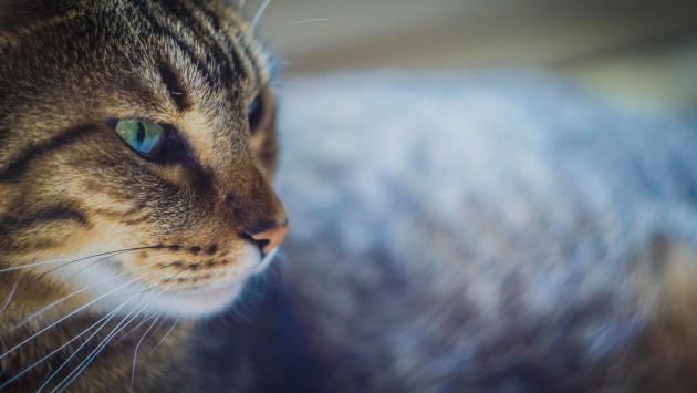 Fotografare i gatti? Ecco i trucchi