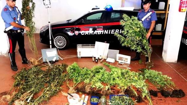 Disoccupato e coltivatore di cannabis: 56enne arrestato