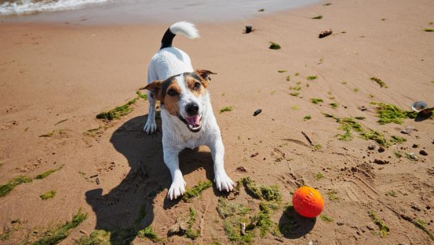 Cani in spiaggia, il decalogo Oipa per vacanze a quattro zampe