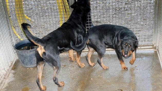 Bimbi aggrediti da due rottweiler: uno è molto grave