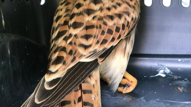 Morìa di rapaci, le cause? Un vecchio cavo e una malattia