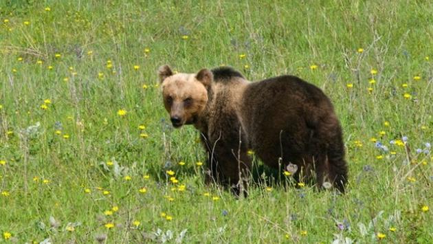 Orso aggredisce carabiniere ad Andalo, catturato