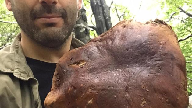 Porcino da record (1,8 chili) nel Parco dei Cento laghi