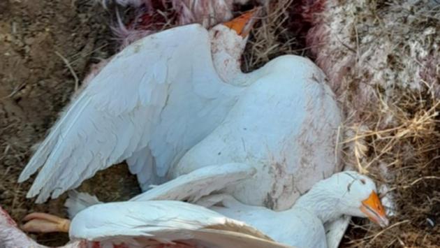 Lupi a Cogolonchio: uccise tre oche e una capretta