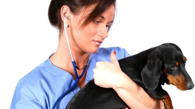 risponde il veterinario