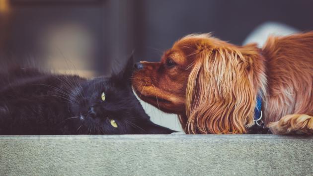 Animalisti: "Pene più severe per chi maltratta gli animali"