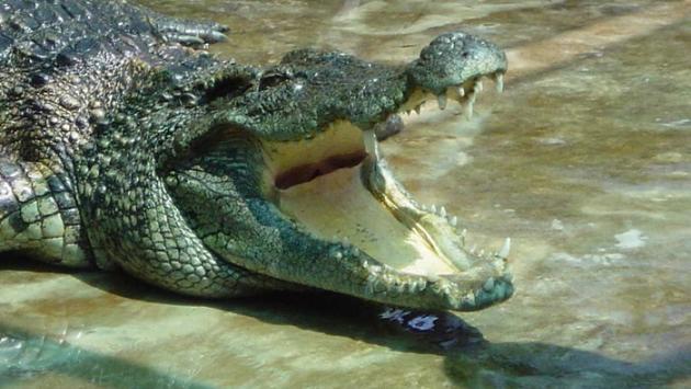 Troppi coccodrilli, la Nabibia  ne mette decine all'asta