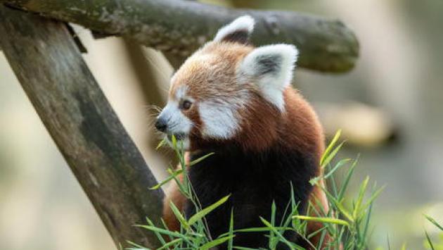 Il Wwf: "In 50 anni persi due terzi di fauna selvatica"