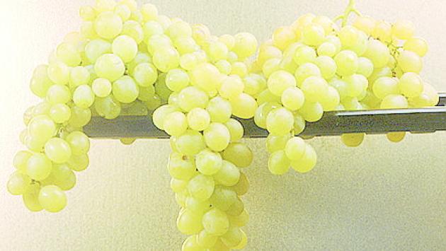 Uva nel bicchiere e in cucina Duttile e irresistibile, sempre in auge