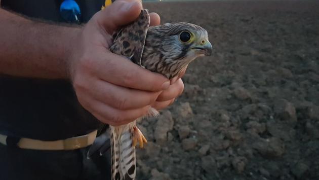 Corcagnano: i vigili del fuoco liberano un gheppio che si era impigliato in alcuni cavi 