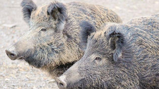 Peste suina, Massari convoca tutti i sindaci