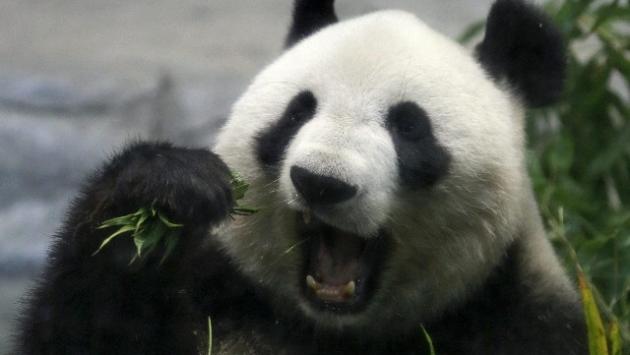 Giappone: il panda più anziano al mondo compie 28 anni