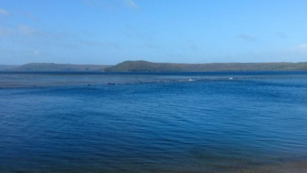 Settanta balene spiaggiate in Tasmania, soccorsi in atto