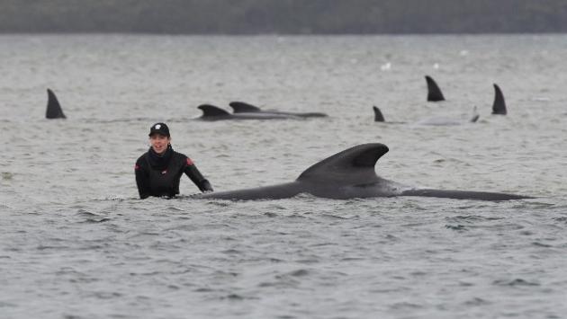 Altre 200 balene spiaggiate in Tasmania, sono quasi 500
