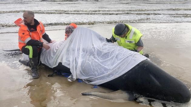 Morte 380 delle balene spiaggiate in Tasmania