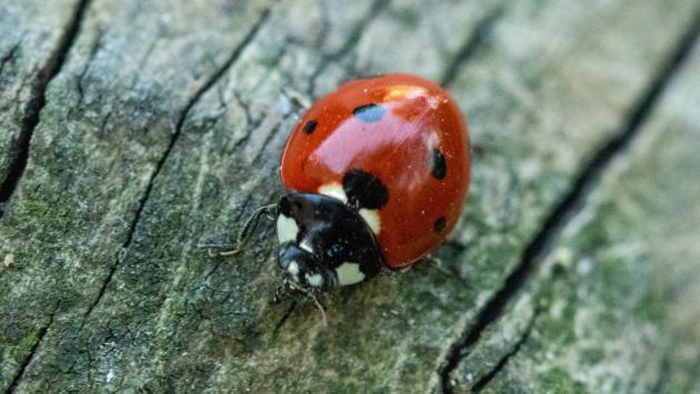 Nuova iniziativa "Album della natura: parole e immagini"