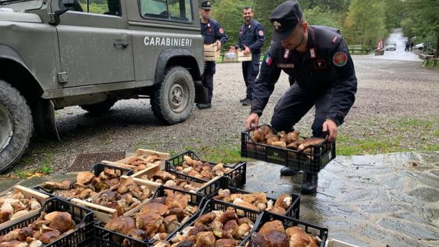 «Funghi sequestrati: perché non darli in beneficenza?»