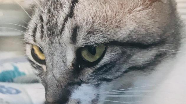Gattina respinta al canile, è polemica