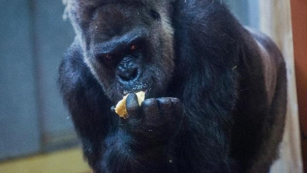 Gorilla attacca una guardiana allo zoo di Madrid, è grave