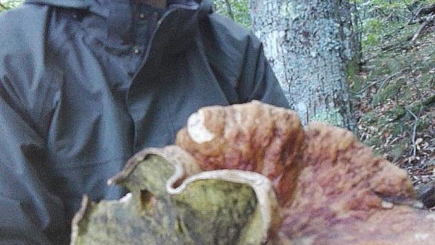 Il maxi-fungo da 1,6 kg trovato da Massimo