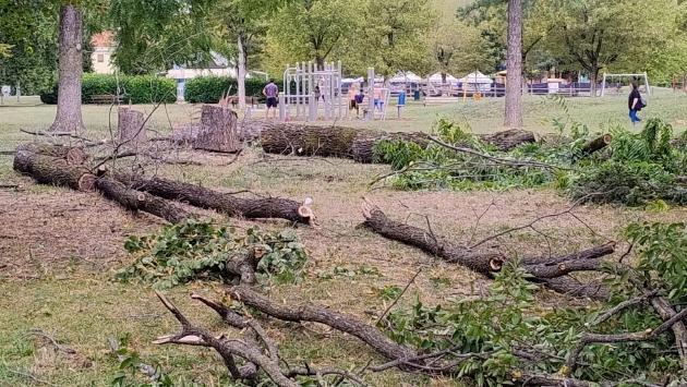 Parco Ferrari, esplode la protesta dei frequentatori: «Che rabbia quelle piante tagliate»