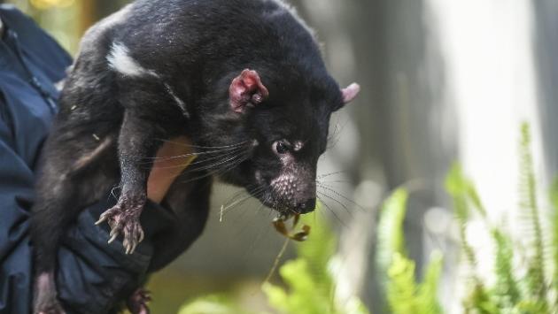 I diavoli della Tasmania tornano in Australia dopo 3.000 anni