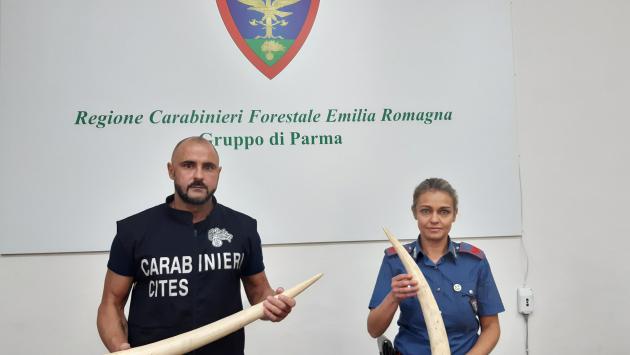 Sequestrate dai Carabinieri due zanne d’avorio di elefante al Mercanteinfiera