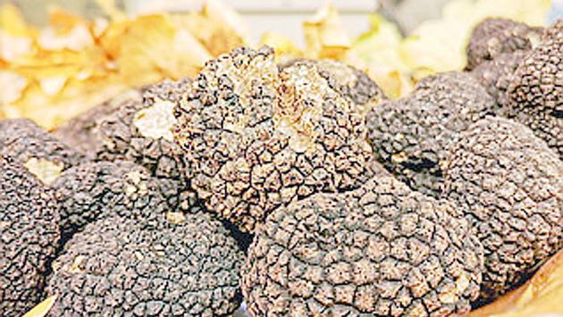 La  Fiera del tartufo di Fragno non si arrende:  domenica si comincia