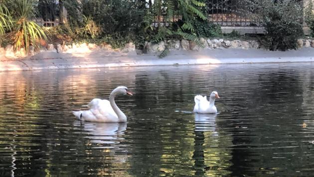 Salso, il cigno Pippo è tornato nel laghetto. E si è portato la fidanzata