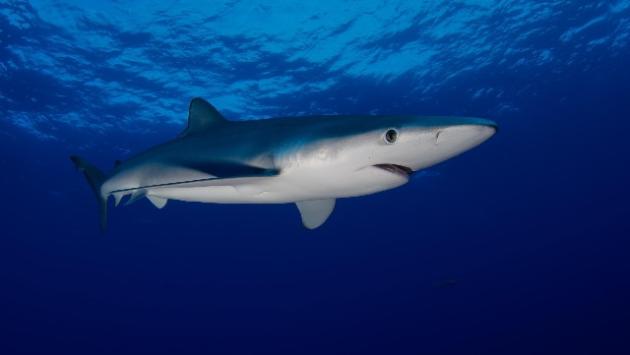 Australia: quest'anno 7 uccisi dagli squali, record dal 1934