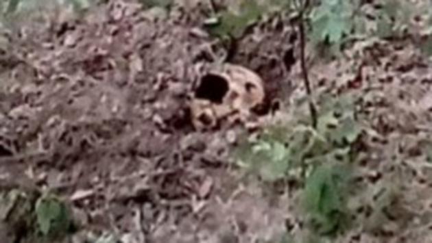 Borgotaro, il teschio trovato nei boschi non è di Florentina
