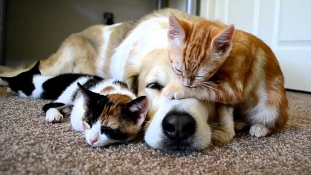 Pet food a Mamiano, presto il nuovo impianto