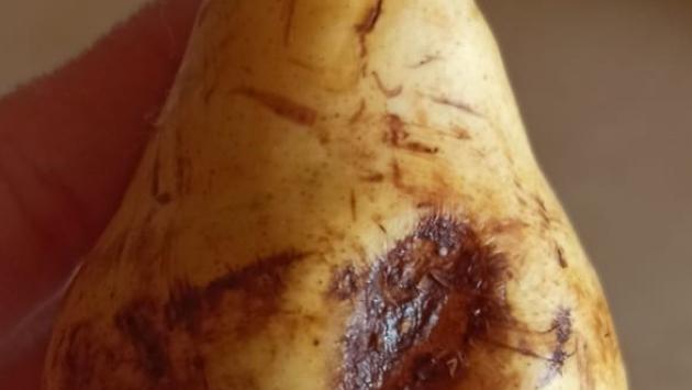 «Cibo di scarsa qualità», «Falso, nessuna lamentela»: è polemica sulla mensa
