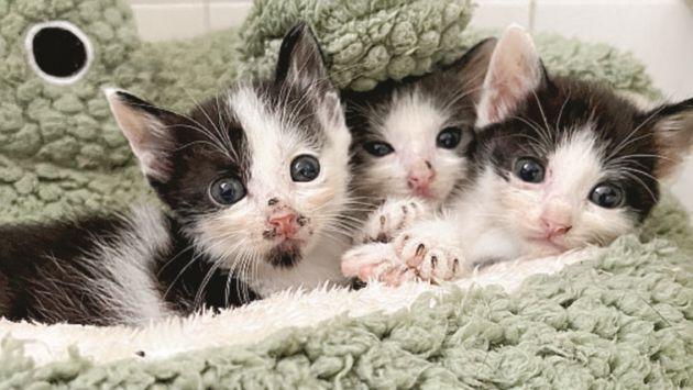 Gattini abbandonati e salvati