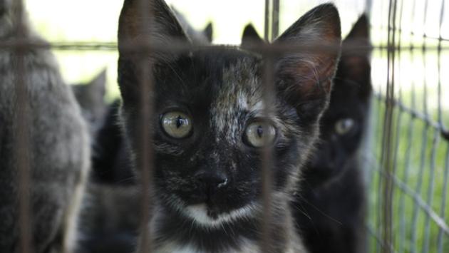 Sospetta gastroenterite virale felina: chiusura temporanea del gattile comunale