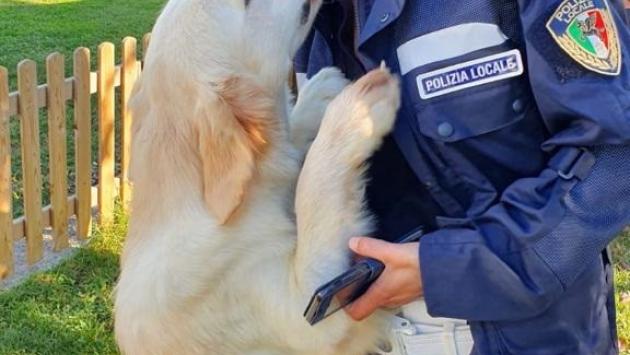 Maltratta un cane che poi muore: trentenne denunciato