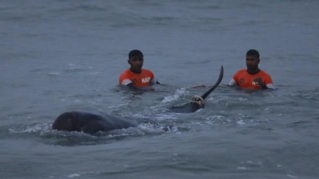 Sri Lanka: salvate oltre 100 balene arenate in spiaggia