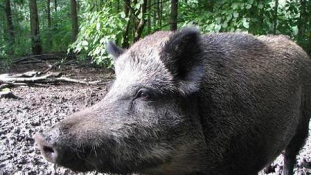 Investe un cinghiale e si schianta, 62enne muore tra Fiorenzuola e Alseno