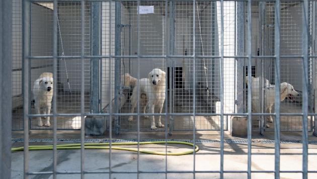 Ade, la gestione del canile sarà fino al 2030. Fondi per 2,8 milioni