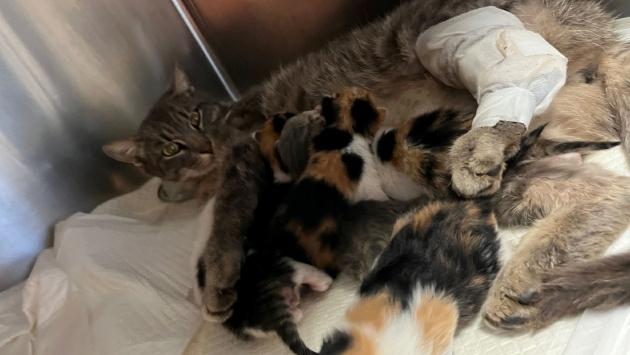 Janis, la mamma gatta travolta da un’auto che è riuscita a fare i piccoli e a allattarli
